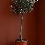 شقة L'ecrin De La Pietonne نيس